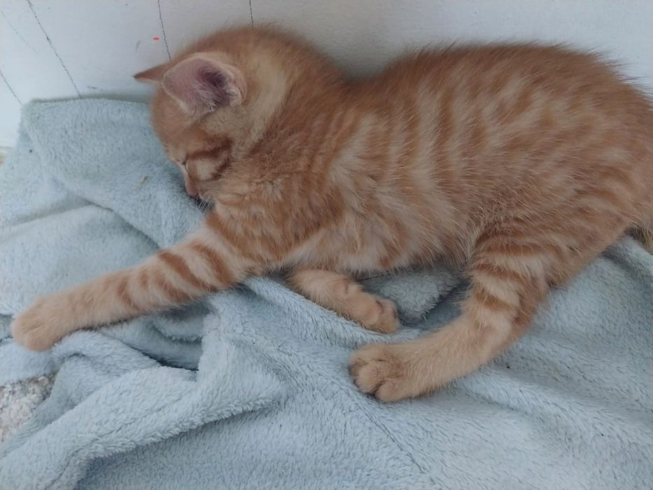 Отдам замечательного котёнка с коротким хвостом