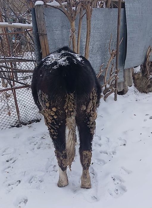 Срочно продам тёлку