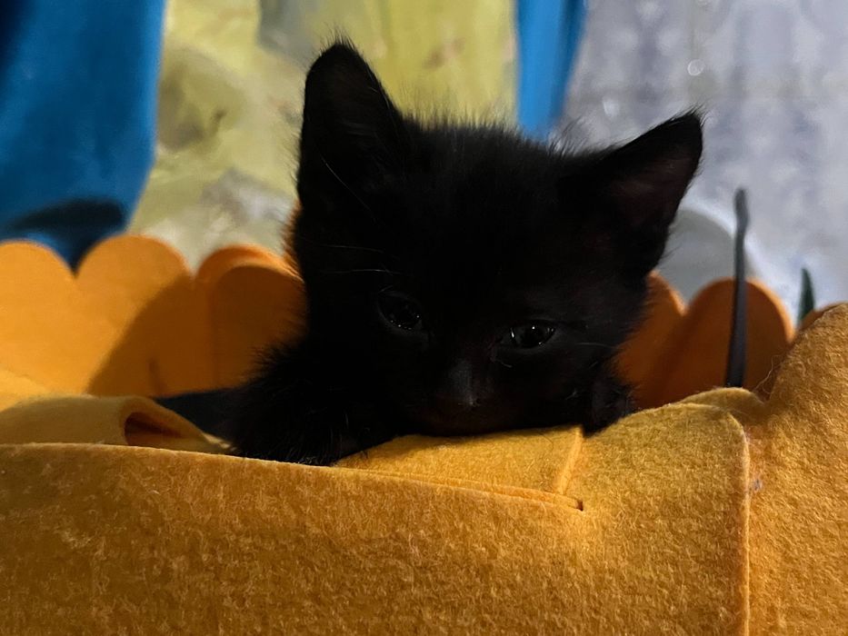 Отдам котенка бесплатно