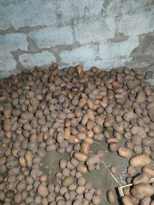 Продам картофель