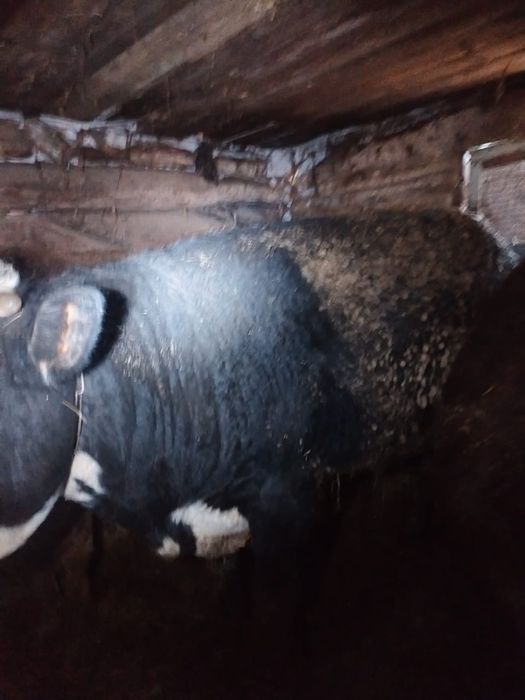 Продам бычков 14 головы с откорма