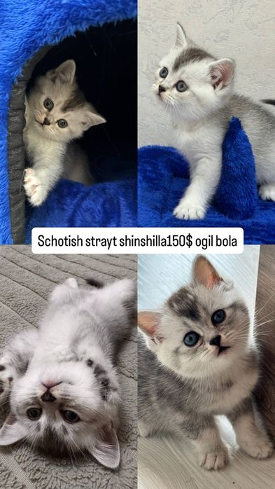 Mushuklar scotish fold shinshila , scotish strayt