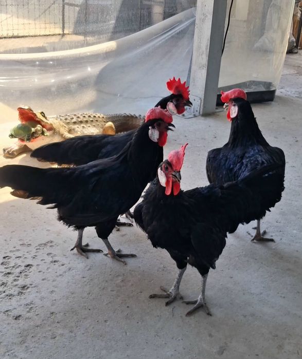 Gaini  Minorca de anul trecut