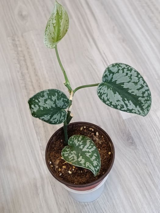 Продам домашние растения