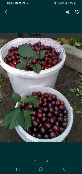 Продам  малину сладкие