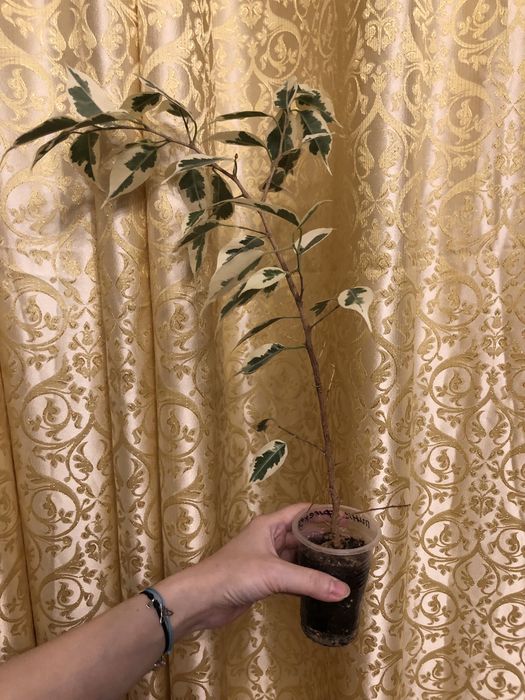 Фикус Бенжамин Twilight