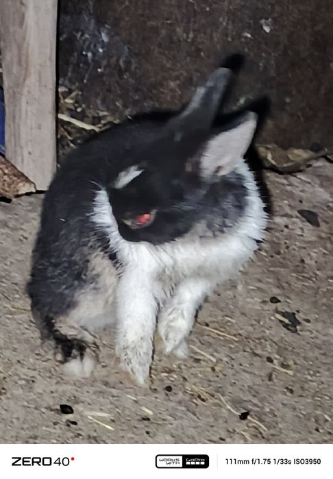 Карликиви қуёнлар