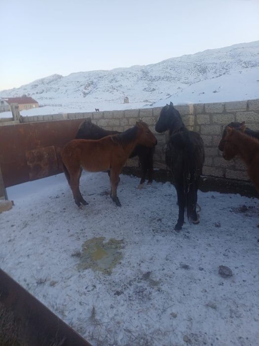 Жабағы сатылады 8 бас