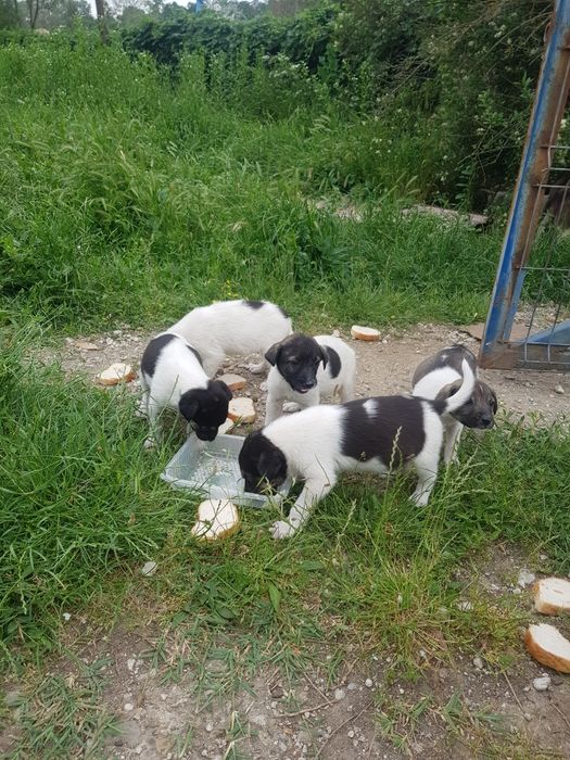 Donez catei rasa comuna