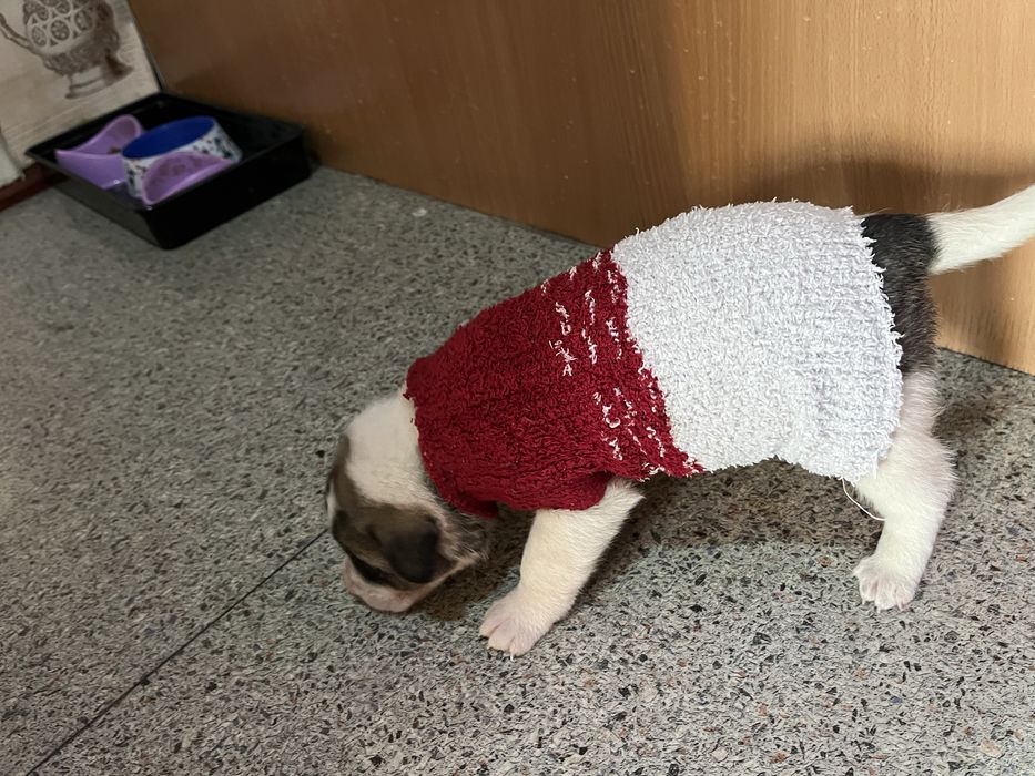 Отдам в добрые руки щенка мальчика