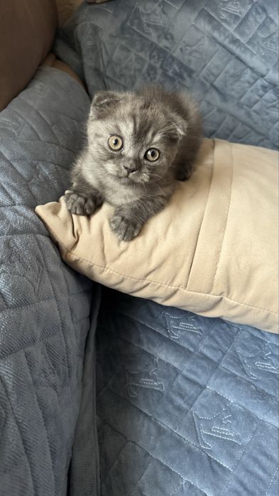 Продам котика британец