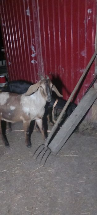 Capre de lapte anglo nubiene