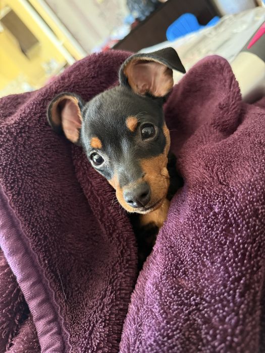 Пинчер сладко бебе