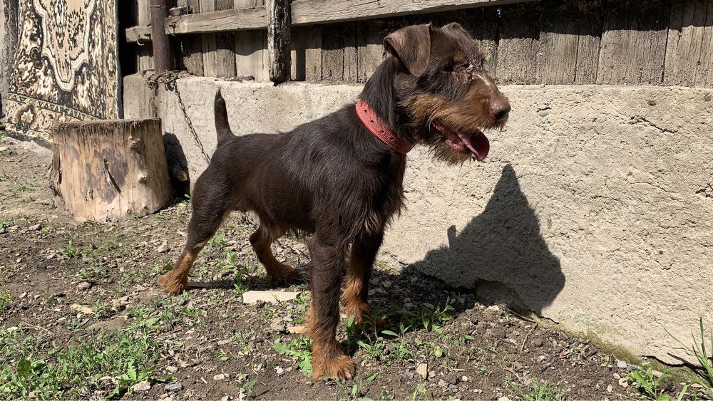 Ягдтерьер кобель 3 года вяска