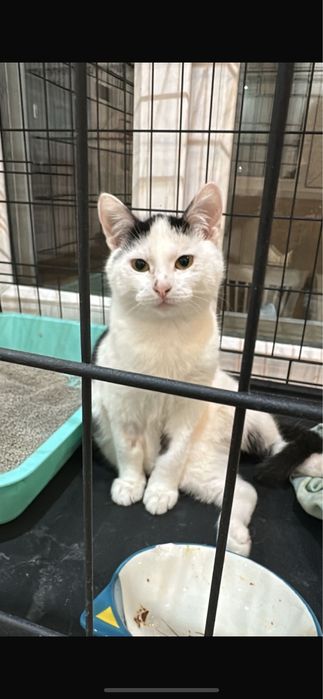 Пристраивается котенок 6 мес Беляш!