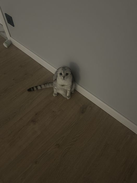 Шотландская вислоухая кошка