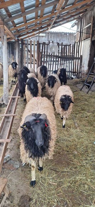 Vând Mieluțe și Berbecuți de prăsilă _ Vârstă sub 1 an