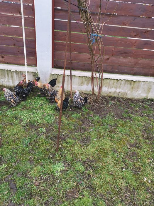 Vând găini "mii de flori"