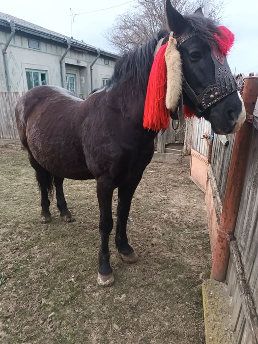 Vind urgent cal castrat