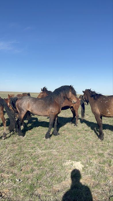 Еркек жабағы 2025