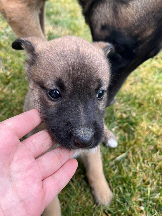 Кученца Белгийска овчарка Малиноа