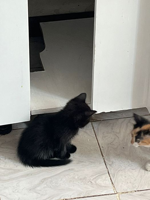 Отдам 1,5 месячных котят