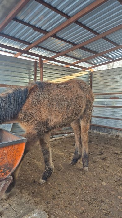 Тай,   жеребенок