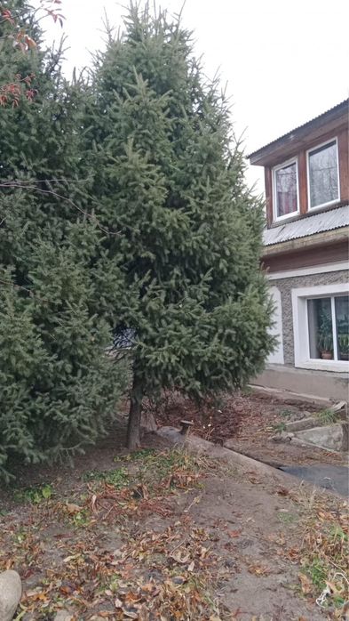 Продаю живые ели