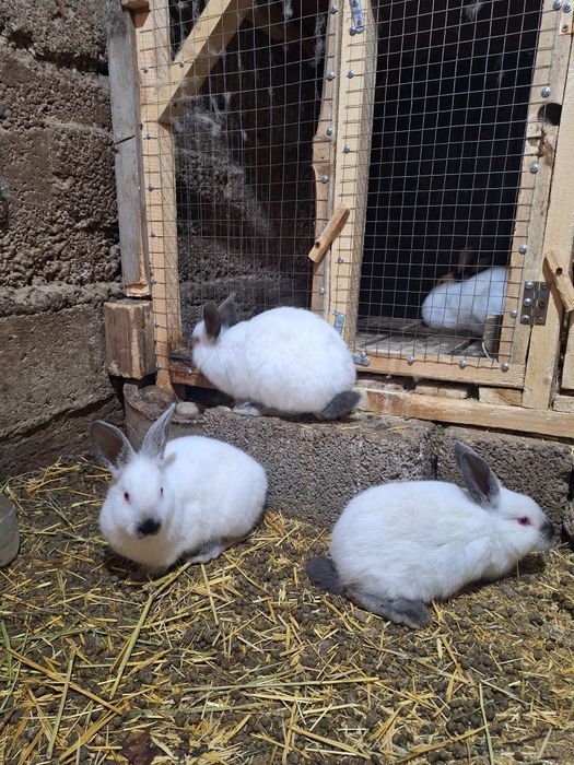 2 самки 1 самец  кролики Калифорний
