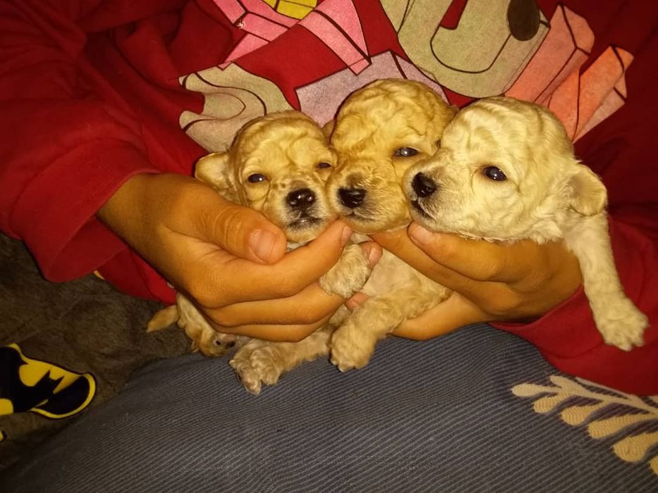 Продается собачки той пудель