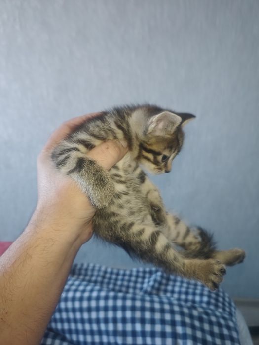 Отдам котят в добрые руки