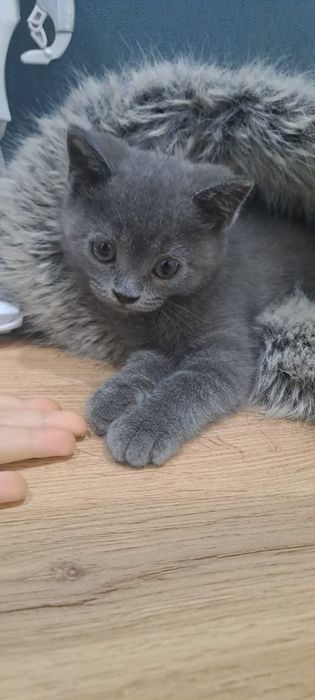 Красавчик британец