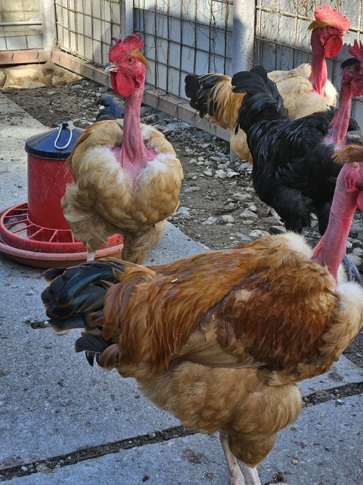 Cocoși gît golaș de Transilvania