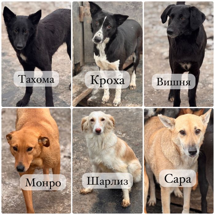 Собаки ищут семью