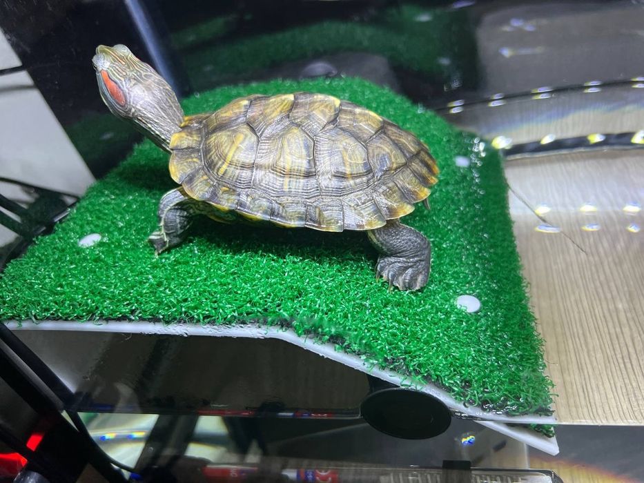 Продается красноухая черепаха