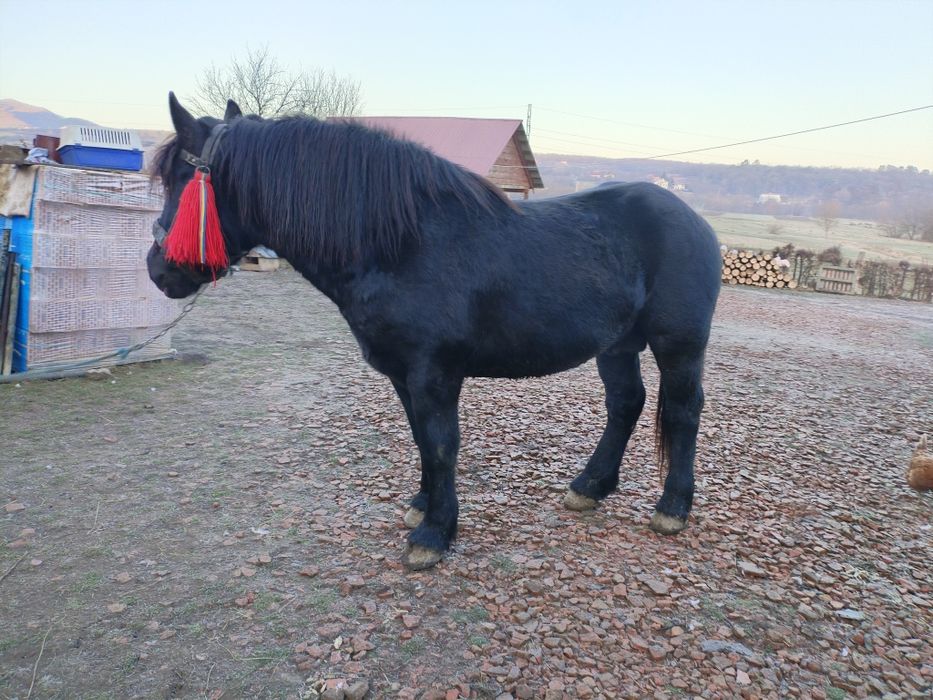 Vând cârlan de doi ani jumate