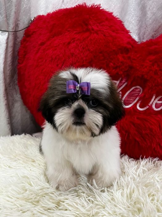 Милые щеночки ши-тцу