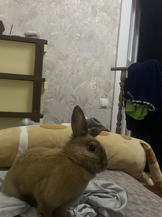 Продам кролика, мальчик