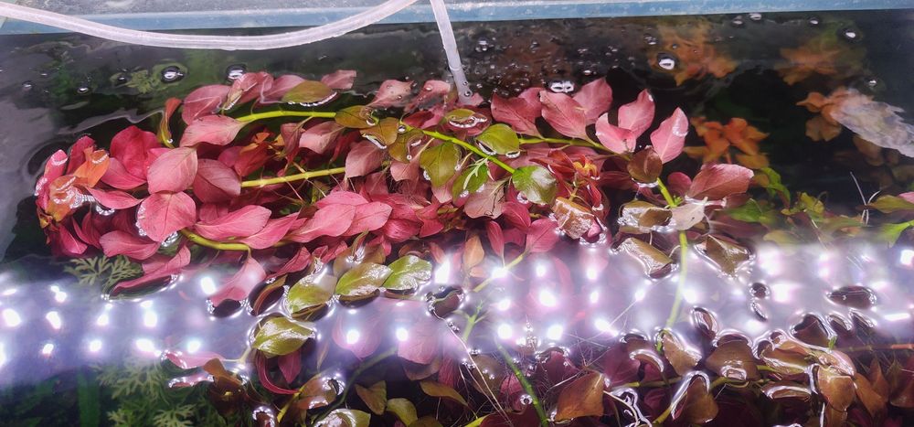 Людвигия красная (аквариумное растение)