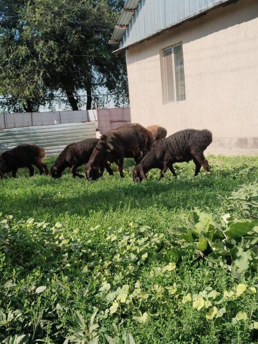 Продам баран гиссарский