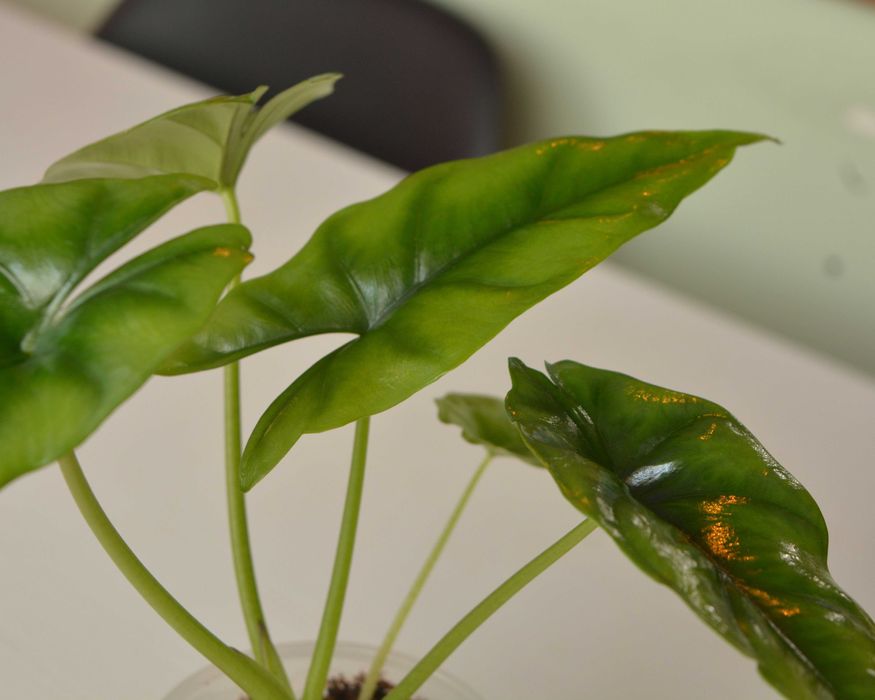 Продам Алоказия Реверса на фитильном поливе