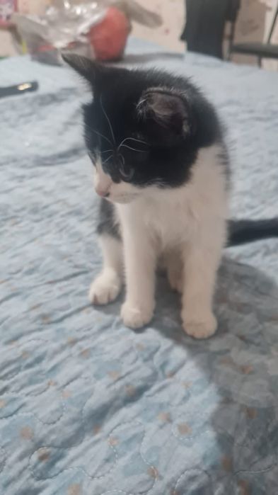 Кішкентай, сүйкімді қыз мысық бао