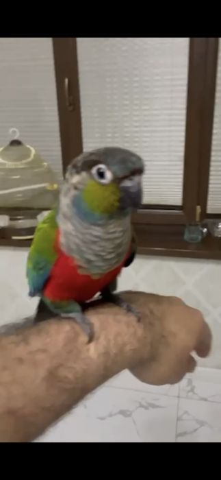 Продам ручных перура говорящий