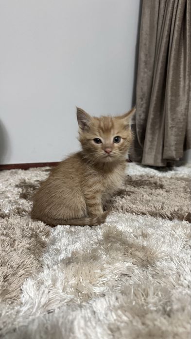 Tozo qon sarzi tel qlinglar tekin