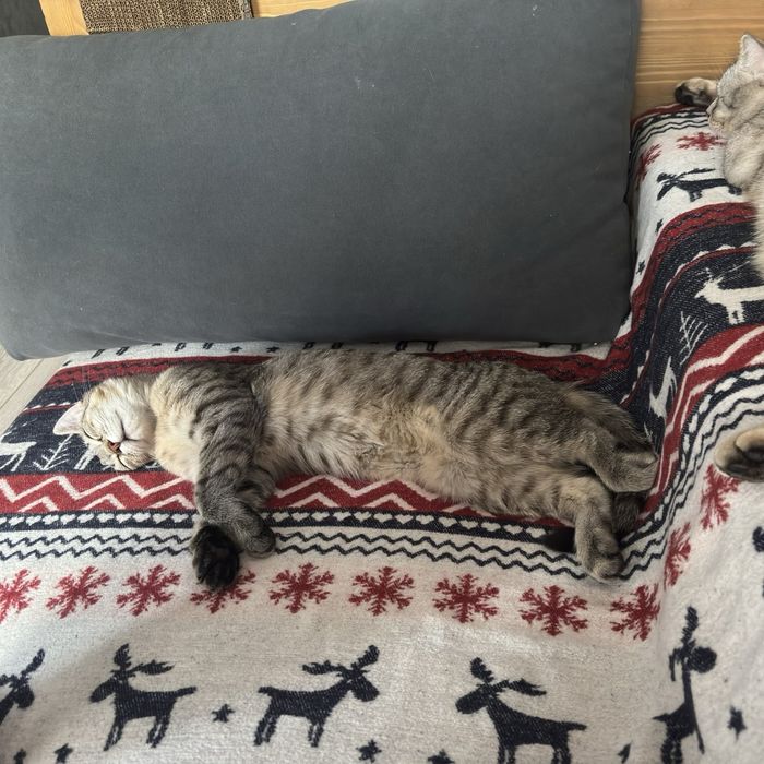 отдам кота в добрые руки