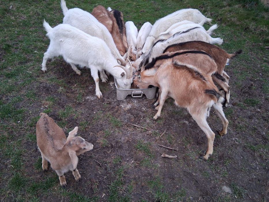 Vand carcasa de iedut