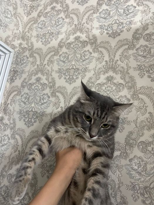 Отдам даром котенка мальчик