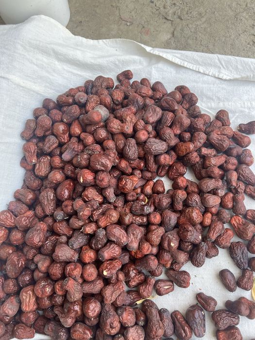 чилон жигда кони шифо