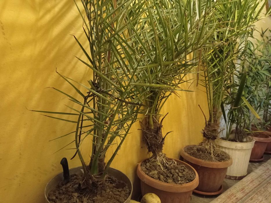 Продавам растения в саксии - Форма