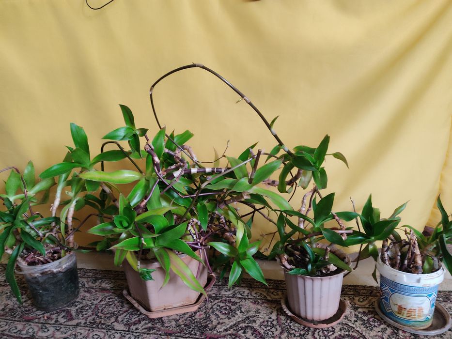 Комнатные цветы.